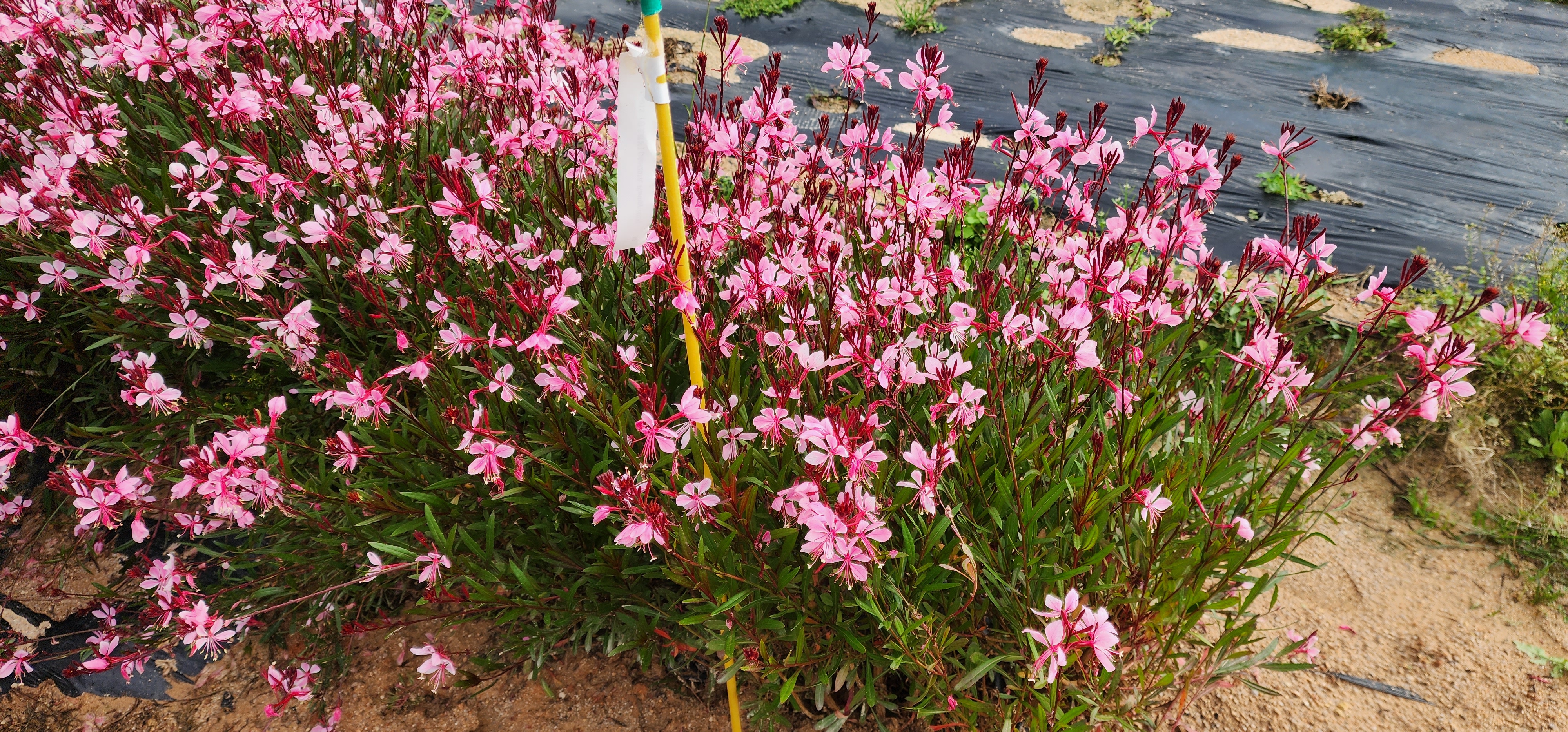 Gaura lindheimeri ‘Pink Ribbon’